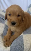 Harry AKC ⚡️, a female Golden Retriever for sale in San Francisco, CA – 5 of 9