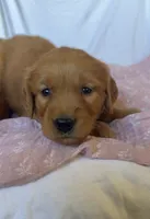 Molly AKC 🌸, a female Golden Retriever for sale in San Francisco, CA – 8 of 9