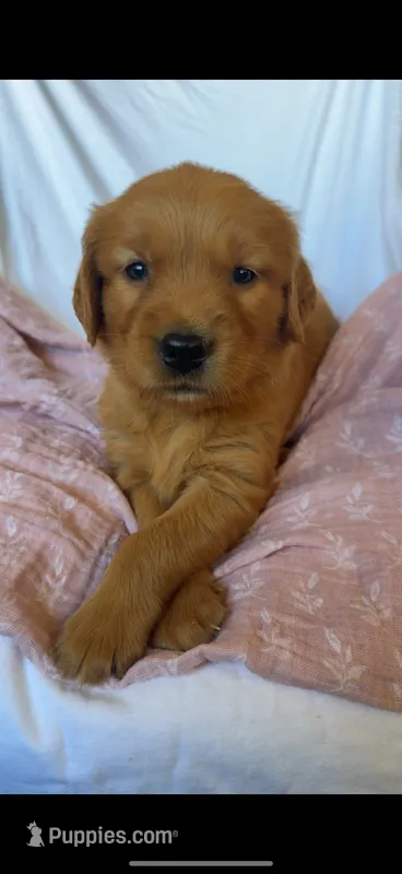 Molly AKC 🌸 – Golden Retriever puppy for sale in San Francisco, CA