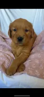 Molly AKC 🌸, a female Golden Retriever for sale in San Francisco, CA – 1 of 9