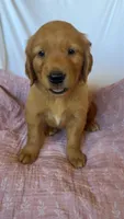 Kacey AKC 🌀, a female Golden Retriever for sale in San Francisco, CA – 8 of 8