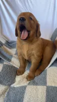 Ron AKC ❤️, a male Golden Retriever for sale in San Francisco, CA – 3 of 7