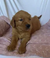 Molly AKC 🌸, a female Golden Retriever for sale in San Francisco, CA – 4 of 9