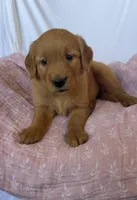 Pumpkin AKC 🧡, a female Golden Retriever for sale in San Francisco, CA – 1 of 10