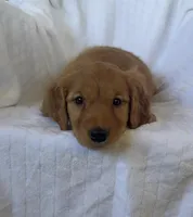 Everest 🐾AKC, a female Golden Retriever for sale in San Francisco, CA – Photo 4 of 8