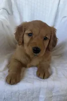 Everest 🐾AKC, a female Golden Retriever for sale in San Francisco, CA – Photo 3 of 8