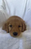 Everest 🐾AKC, a female Golden Retriever for sale in San Francisco, CA – Photo 5 of 8