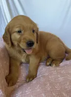 Kacey AKC 🌀, a female Golden Retriever for sale in San Francisco, CA – 3 of 8