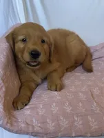 Kacey AKC 🌀, a female Golden Retriever for sale in San Francisco, CA – 6 of 8