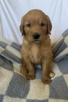 Harry AKC ⚡️, a female Golden Retriever for sale in San Francisco, CA – 1 of 9