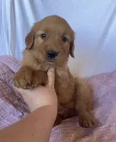 Pumpkin AKC 🧡, a female Golden Retriever for sale in San Francisco, CA – 6 of 10