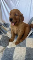 Ron AKC ❤️, a male Golden Retriever for sale in San Francisco, CA – 7 of 7