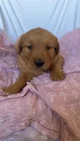 AKC Dotty , a female Golden Retriever for sale in San Francisco, CA – Photo 3 of 9