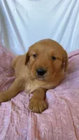 AKC Dotty , a female Golden Retriever for sale in San Francisco, CA – Photo 6 of 9