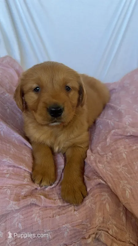 AKC Dotty , a female Golden Retriever for sale in San Francisco, CA – Photo 1 of 9