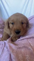 AKC Dotty , a female Golden Retriever for sale in San Francisco, CA – Photo 7 of 9