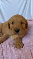 AKC Dotty , a female Golden Retriever for sale in San Francisco, CA – Photo 8 of 9