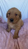 AKC Dotty , a female Golden Retriever for sale in San Francisco, CA – Photo 4 of 9