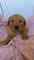 AKC Dotty , a female Golden Retriever for sale in San Francisco, CA – Photo 2 of 9