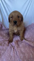 AKC Dotty , a female Golden Retriever for sale in San Francisco, CA – Photo 5 of 9