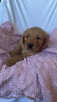 AKC Dotty , a female Golden Retriever for sale in San Francisco, CA – Photo 9 of 9