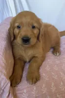 Kacey AKC 🌀, a female Golden Retriever for sale in San Francisco, CA – 1 of 8