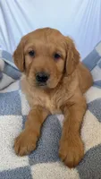 Leo AKC, a male Golden Retriever for sale in San Francisco, CA – 4 of 6