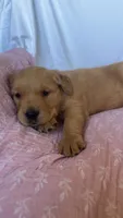 AKC Lilly, a female Golden Retriever for sale in San Francisco, CA – Photo 9 of 10