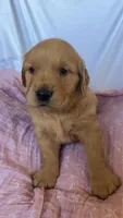 AKC Lilly, a female Golden Retriever for sale in San Francisco, CA – Photo 4 of 10