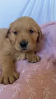 AKC Lilly, a female Golden Retriever for sale in San Francisco, CA – Photo 5 of 10