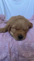 AKC Lilly, a female Golden Retriever for sale in San Francisco, CA – Photo 10 of 10