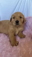 AKC Lilly, a female Golden Retriever for sale in San Francisco, CA – Photo 6 of 10