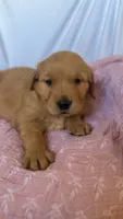 AKC Lilly, a female Golden Retriever for sale in San Francisco, CA – Photo 7 of 10