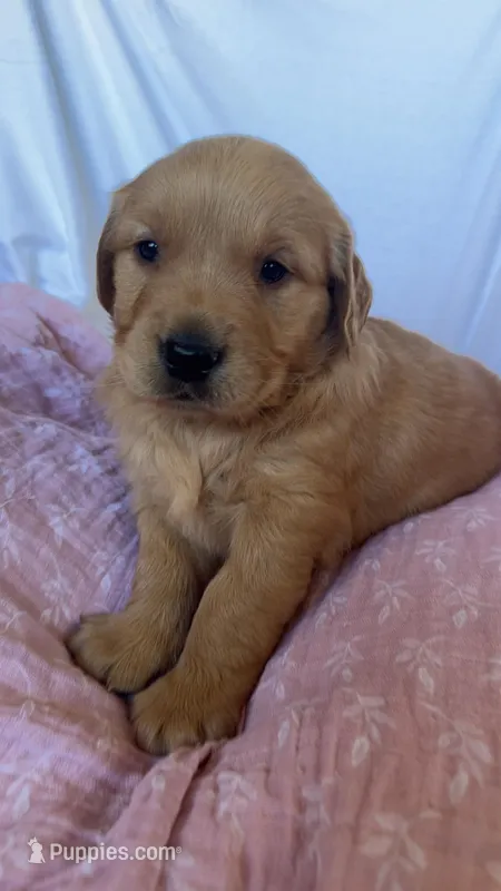AKC Lilly – Golden Retriever puppy for sale in Sanger, CA