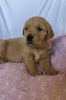 AKC Lilly, a female Golden Retriever for sale in San Francisco, CA – Photo 1 of 10