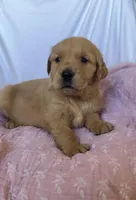 AKC Lilly, a female Golden Retriever for sale in San Francisco, CA – Photo 2 of 10
