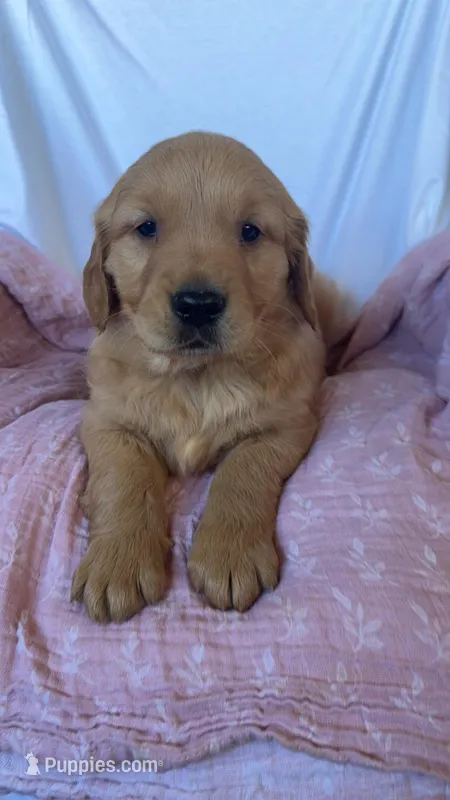 AKC Lilly – Golden Retriever puppy for sale in Sanger, CA
