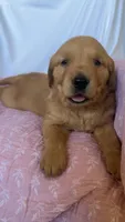 AKC Lilly, a female Golden Retriever for sale in San Francisco, CA – Photo 8 of 10