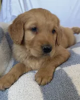 Leo AKC, a male Golden Retriever for sale in San Francisco, CA – 2 of 6