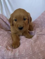Pumpkin AKC 🧡, a female Golden Retriever for sale in San Francisco, CA – 3 of 10