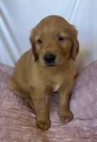 Kacey AKC 🌀, a female Golden Retriever for sale in San Francisco, CA – 7 of 8