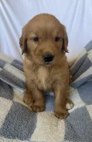 Harry AKC ⚡️, a female Golden Retriever for sale in San Francisco, CA – 9 of 9