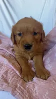 Molly AKC 🌸, a female Golden Retriever for sale in San Francisco, CA – 5 of 9