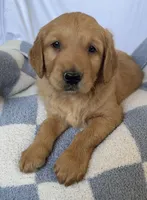 Leo AKC, a male Golden Retriever for sale in San Francisco, CA – 3 of 6