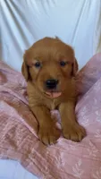 Molly AKC 🌸, a female Golden Retriever for sale in San Francisco, CA – 2 of 9