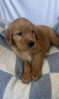 Harry AKC ⚡️, a female Golden Retriever for sale in San Francisco, CA – 8 of 9