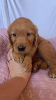 Kacey AKC 🌀, a female Golden Retriever for sale in San Francisco, CA – 2 of 8