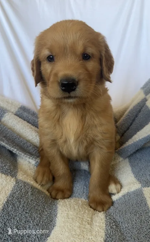 Harry AKC ⚡️ – Golden Retriever puppy for sale in San Francisco, CA