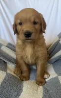 Harry AKC ⚡️, a female Golden Retriever for sale in San Francisco, CA – 6 of 9