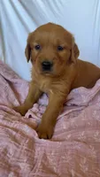 Molly AKC 🌸, a female Golden Retriever for sale in San Francisco, CA – 7 of 9